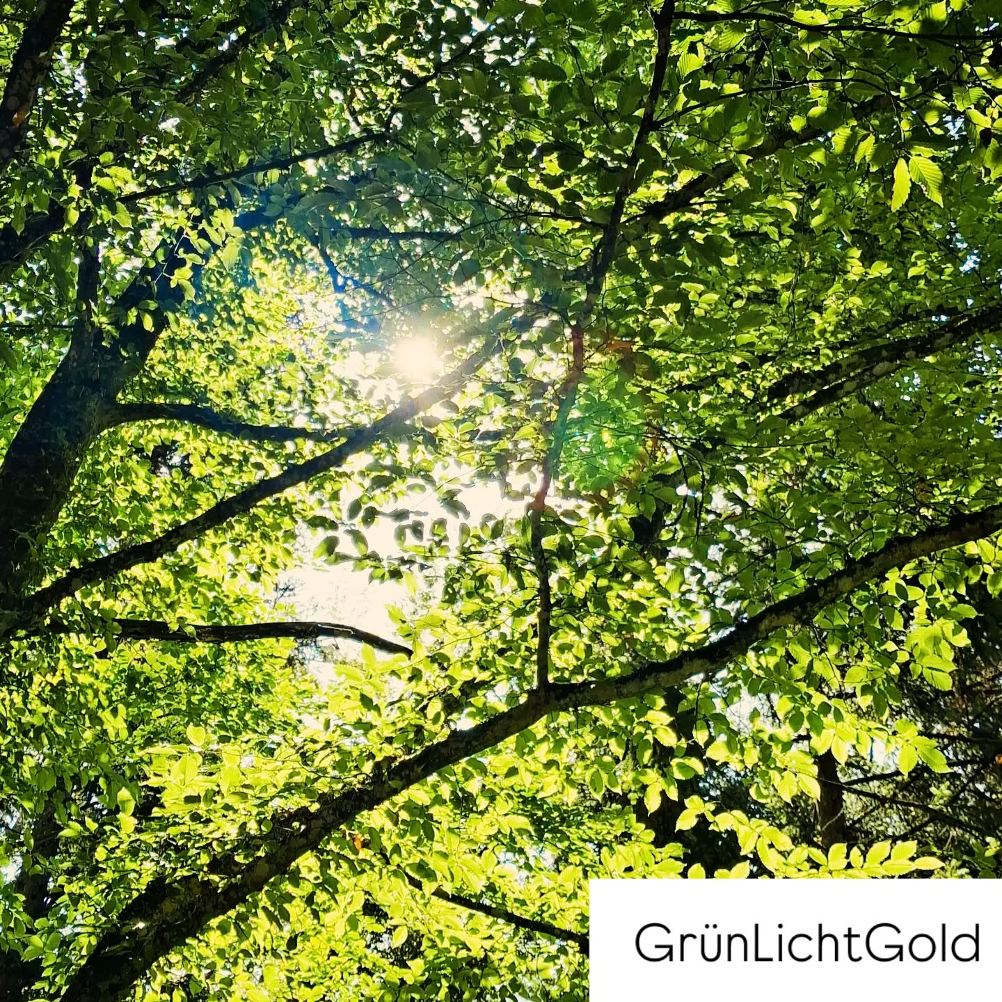 Die Lücke macht das Licht zu Gold. Das Grün veredelt die Lücke, die das Licht hindurch lässt.