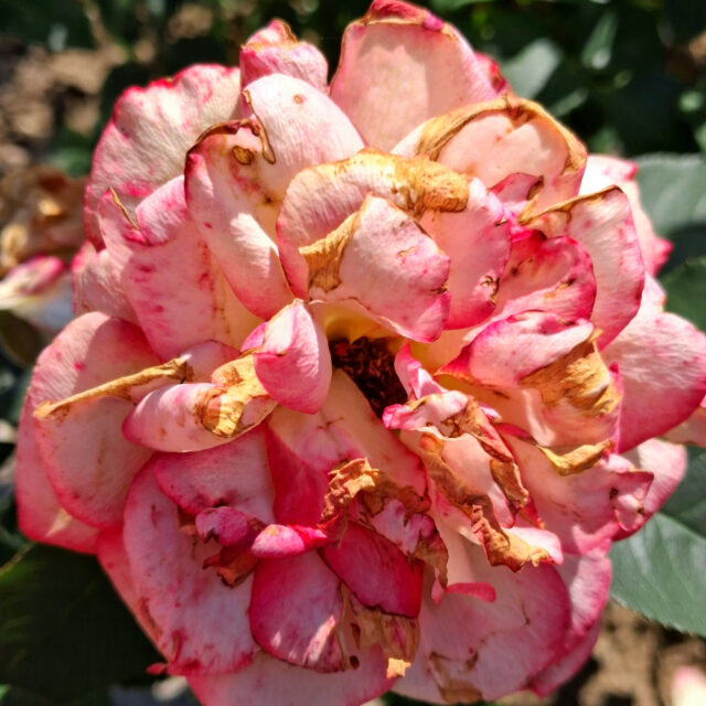 🌹WANN beginnt TRANSFORMATION?
Im VER-BLÜHEN?
Im Moment, in dem es KEIN ZURÜCK mehr gibt?
In der vollen BLÜTE und Schönheit?
Oder in der Zartheit des NEUANFANGS?  🌹Jeder Moment hat seine Qualität und ist sinnvoll.  #dasgesundmagazin #birgitmatz #naturerleben #naturspaziergang #naturgedanken #naturfotosbirgitmatz