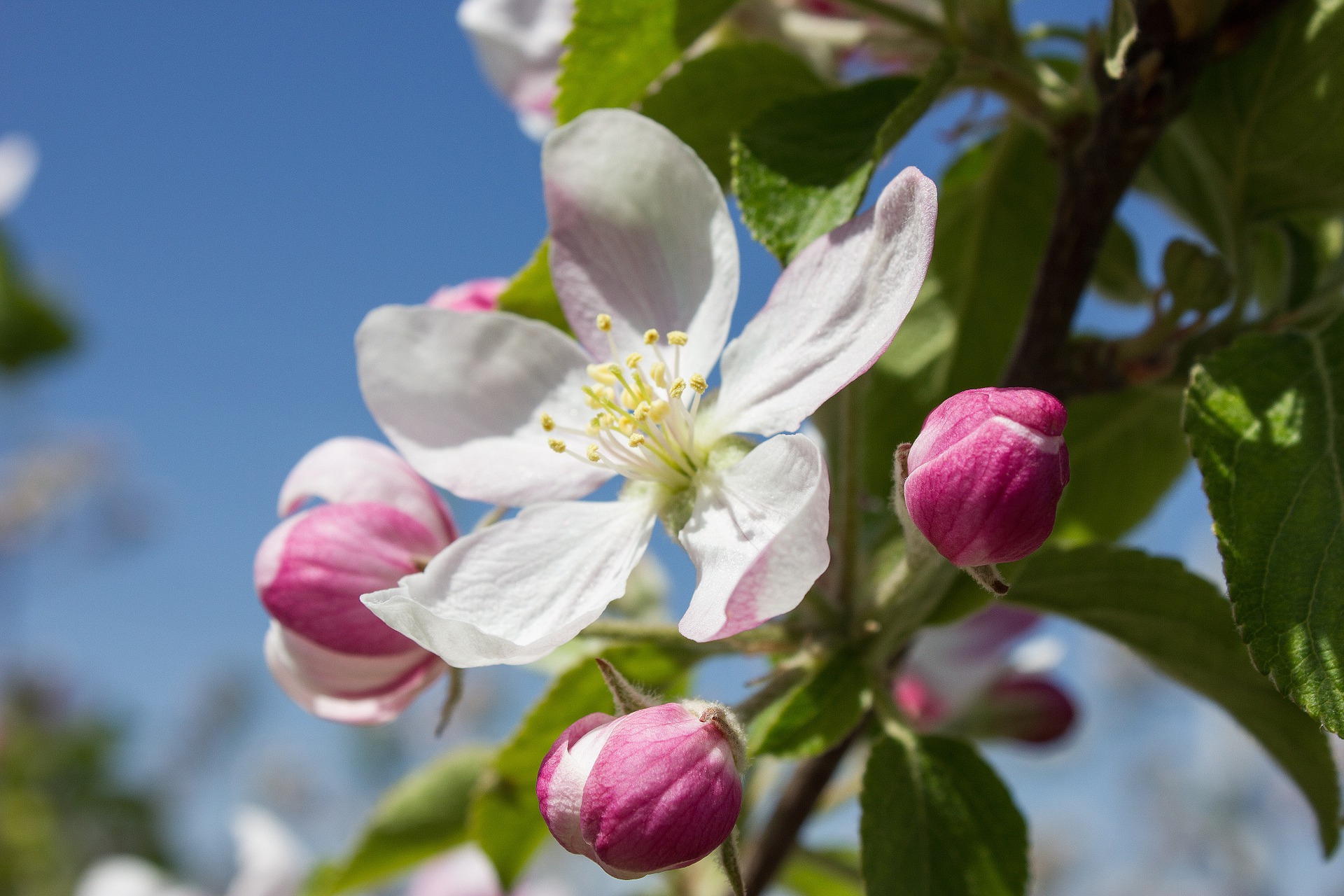 apple-blossom-1277009_1920