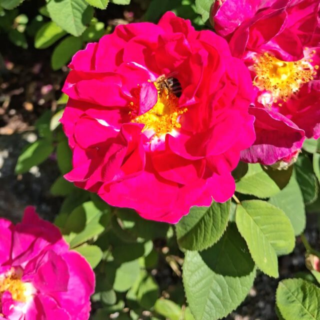 DAS KOSTBAR INNERE
SCHATZSUCHE
PARADIES
BIENENSOMMER🐝🐝🐝🐝🐝