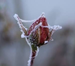 rose ausschnitt