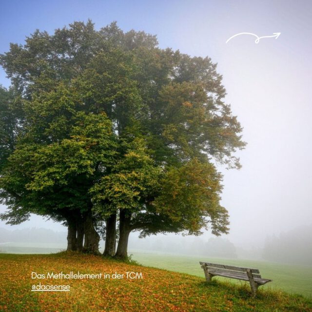 🍁Was darf in diesem Herbst gehen?
🍁Woran halte ich fest, obwohl es mir längst nicht mehr dient?  EIN GASTBEITRAG VON EVA SCHMITT VON @daosense_de  🍁Loslassen ist ein Prozess - im Herbst die optimale Zeit dazu. Das Element METALL in der TCM ist das Element des WERTVOLLEN! Nutze die Jahreszeit und schaue, was deine Trauer mit dir macht und wie du gesundend damit umgehen kannst.  🍁Der ganze Beitrag ist in meinem Magazin zu lesen!
#gesundlesen #dasgesundmagazin #daosense #tcm #metall #herbst