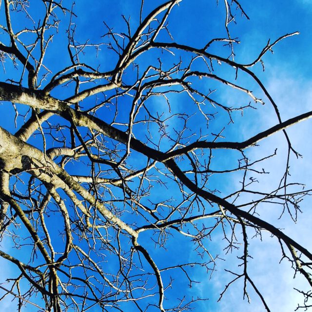 PROZESS-ARBEIT
in der Natur
VERZWEIGUNGEN
ENTSCHEIDUNGEN
(Wie im richtigen Leben)
LICHTHUNGER
FARBBADEN
(wie in der richtigen Natur)  GEDULD!  #dasgesundmagazin #naturspaziergang #naturerlebnis #birgitmatz