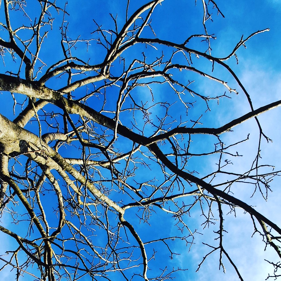 PROZESS-ARBEIT
in der Natur
VERZWEIGUNGEN
ENTSCHEIDUNGEN
(Wie im richtigen Leben)
LICHTHUNGER
FARBBADEN
(wie in der richtigen Natur)  GEDULD!  #dasgesundmagazin #naturspaziergang #naturerlebnis #birgitmatz