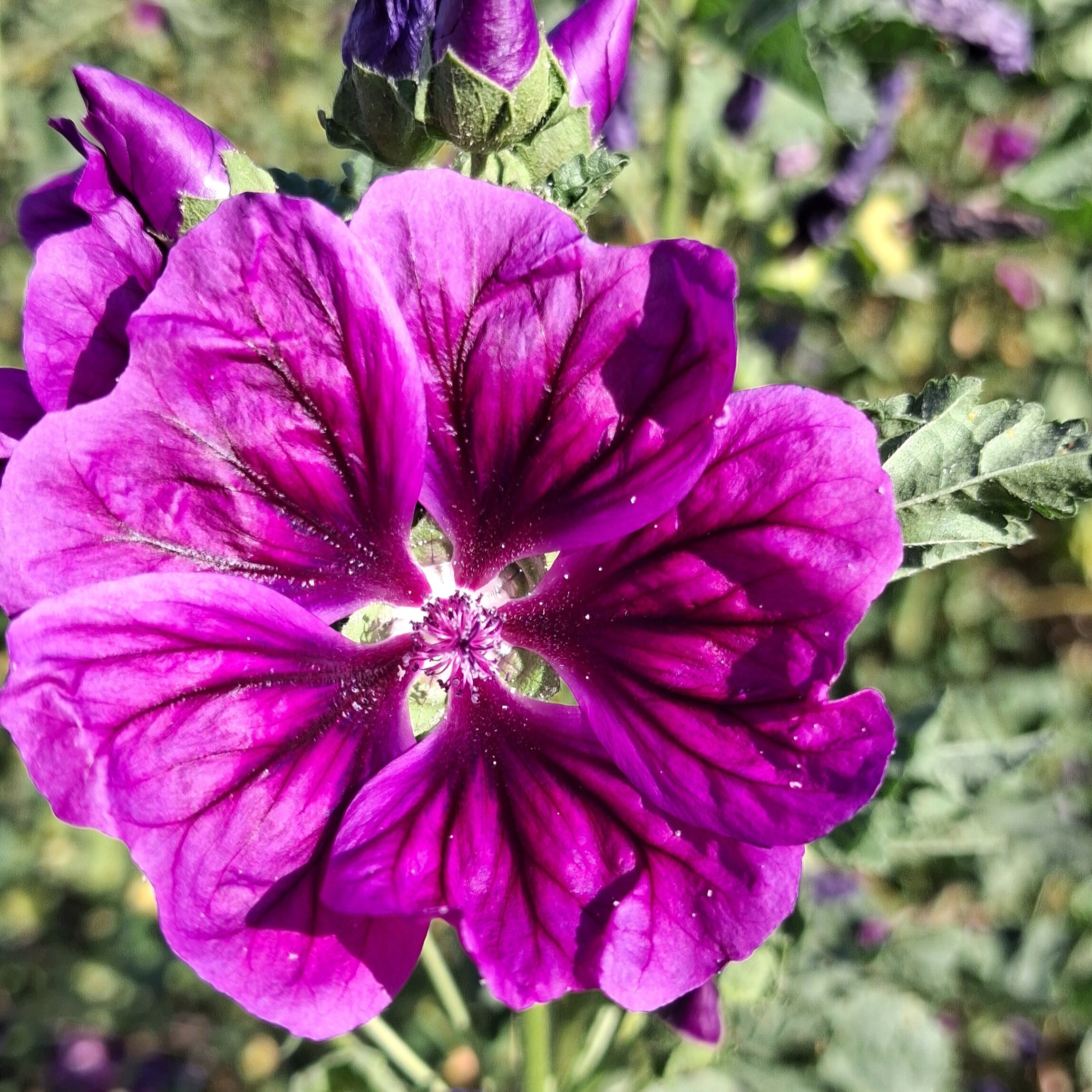 FILIGRAN FEIN FABULÖS.
Als ob die Natur 5 Blütenformen ausgeschnitten hätte - einfach so.
Die Lebensadern mit Lebenssaft gefüllt. Einfach so.
Die Farbe berührt das Herz. Einfach so.  MALVENKUNST. Ich verneige mich vor dieser NaturIntelligenz.  #naturerleben #birgitmatz #naturspaziergang #malve