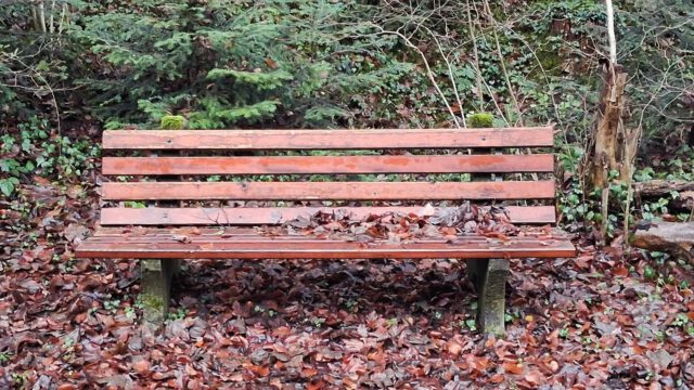 Eingeblättert sein
Eingebettet fühlen  Die Bank ruht sich vom Sommer aus und bereitet sich auf den Winter vor.  Verschnaufpause. ZWISCHENRAUM.
#dasgesundmagazin #birgitmatz #naturspaziergang
