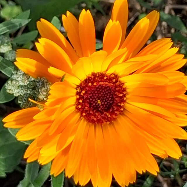 Wer ist die Schönste im Garten? Wer bietet mehr Gelb oder Orange? Wer hat mehr Fülle oder mehr Hülle? Wer hat mehr Kraft oder mehr Glanz?  NATUR vergleicht nicht. Natur IST. Kein Anschauen, kein Werten, kein Vergleichen.  #dasgesundmagazin #calendula #naturist #keinvergleich #einfachsein  Einfach SEIN.
Einfach heilsam.  Die Ringelblume: Calendula officinalis.