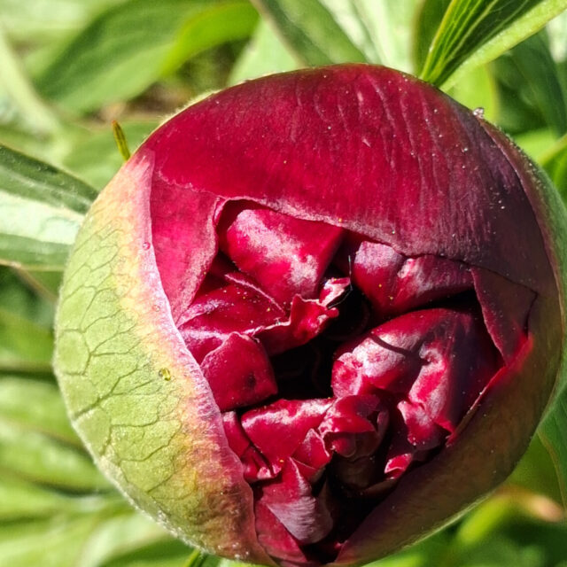 Bündelung der Kräfte
Entwicklung im Verborgenen
Farbexplosion für die Sinne  Gemeinschaftswerk: Erde, Himmel, Spirit  #pfingstrose #naturerlebnis #birgitmatz #dasgesundmagazin #naturkraft #naturspaziergang