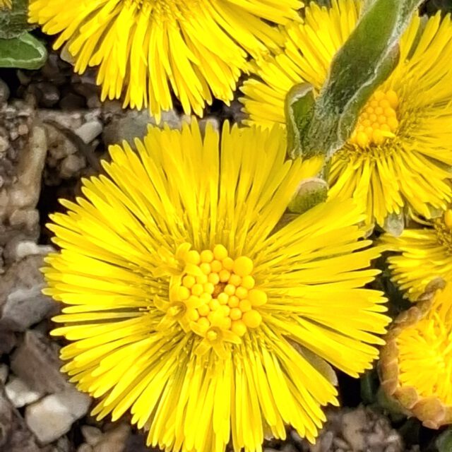 🌞GlücksGelb im Frühling
🌞FrühlingsGelb im Glück  🐝BienenGlück an der Weide
🐝WeidenFreude für die Bienen  Die ersten Boten bringen SONNE!  Mehr zur Weide auch hier:
https://dasgesundmagazin.de/2025/03/10/weich-und-zart-weidenkaetzchen-bringen-dich-in-bewegung/  #dasgesundmagazin #birgitmatz #naturerlebnis #weide