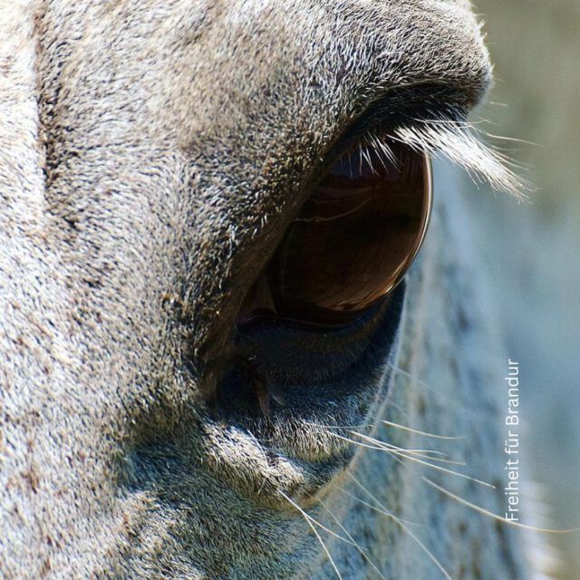 LESETIPP: FREIHEIT FÜR BRANDUR
von ALMA BEATRICE POHLE  🐎IM GESUNDEN BLOG mit einem persönlichen Wort der Autorin!  Das ist (k)ein Buch über Pferde, sondern ein Buch über das Erkennen deiner wahrhaftigen Natur innerhalb der umgebenden Natur. Alma – Cranio-Sacrale-Therapeutin und Pferdebegeisterte von Kindesbeinen an – beschreibt autobiografisch, welche ungewöhnliche Lebensschritte sie zusammen mit ihrem Pferd Brandur gegangen ist. In diesem Prozess mit allen Höhen und Tiefen eröffnet sich eine völlig neue Sicht auf die Welt. Diese kann mit jeder Faser des Menschseins auch „wahr-genommen“ werden, denn es fühlt sich auf einmal alles so „richtig“ an. Die echte Lebensgeschichte von Mensch und Pferd berührt dich in deinem innersten Wesenskern. So lebt Brandur heute als freies Pferd in der Natur und freut sich seines Lebens. So geht es auch den Seminarteilnehmerinnen von Alma, die als Frauen im Kontakt mit den freien Pferden ihre echte Weiblichkeit wieder spüren können.  Mich hat es herzerweichend gerührt und mir gleichzeitig ein neues Feld eröffnet, wie Gemeinschaft und Lebendigkeit wahrhaftig funktionieren kann. Das Buch ist ein Geschenk für alle Pferdefreunde: Ja! Es ist aber auch das Geschenk für Menschen, die den Wandel der Welt mitgestalten wollen.  🐎Alma Beatrice Pohle
Freiheit für Brandur
Eine Reise zur wahren Größe
Juni 2025
Herausgeberin: Alma Beatrice Pohle
ISBN 978-3000826122  🐎 HIER WEITERLESEN:
https://dasgesundmagazin.de/2025/09/29/lesetipp-eine-reise-zur-wahren-groesse/  #pferde #buchtipp #freiheitfürbrandur #freiheitfürpferde #dasgesundmagazin #birgitmatz #gesundlesen #freiheit #craniosacraletherapie #almabetraicepohle