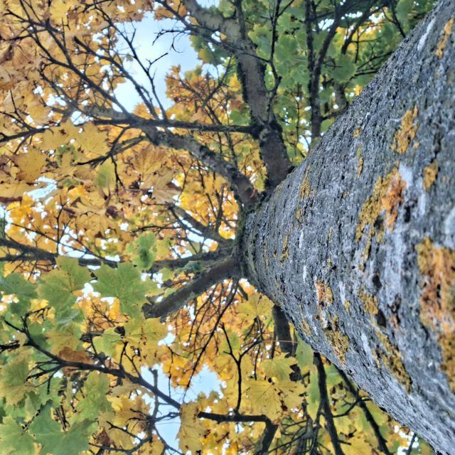 Blickänderung
Perspektivenverschiebung
Größenverhältnis
EIN BAUM IST EIN BAUM IST EIN BAUM
#dasgesundmagazin #naturspaziergang #birgitmatz #naturliebe #naturistnatur #philosophisches