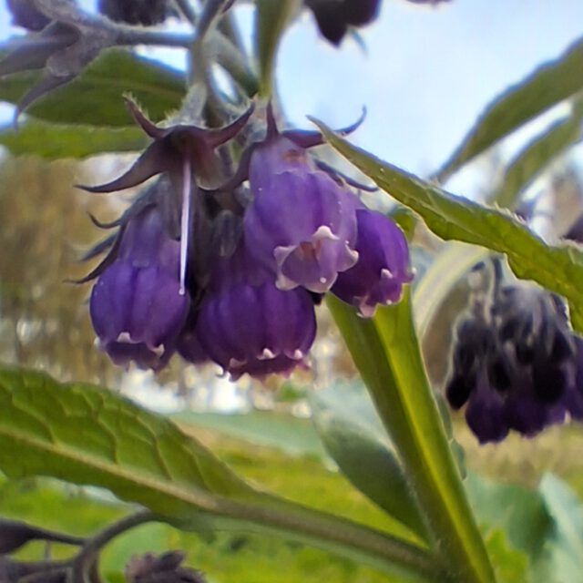 Kleine Schönheit
Große Zartheit
Natur-Kunst
Heil-Kunst
Farb-Wunder
Wurzel-Kraft
(noch unsichtbar)  #birgitmatz #dasgesundmagazin #naturspaziergang #naturerleben #beinwell #symphytum #weledagarten #wunder