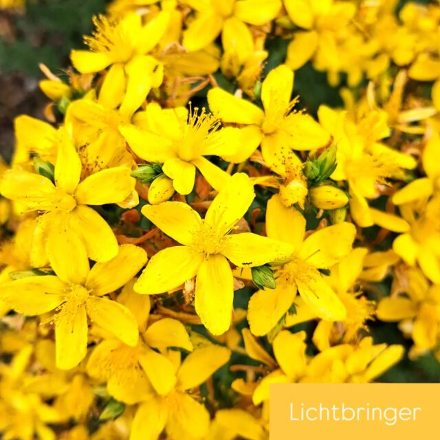 Lichtbringer
Seelenaufmunterer
Sommerwendbotschafter
