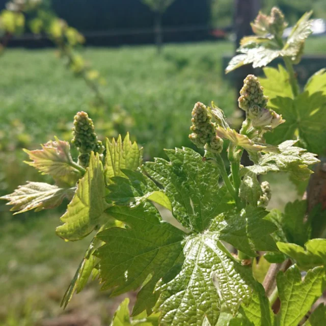🌞WEIN-REBEN-WUNDER!
Was es alles braucht, um zu wachsen: Wurzelstock, gute Erde, Bienen, Sonne, Regen, Zeit, Geduld, Mikroorganismen, Liebe!❤️  #dasgesundmagazin #birgitmatz #naturspaziergang #naturerlebnis #weinrebe #remstal