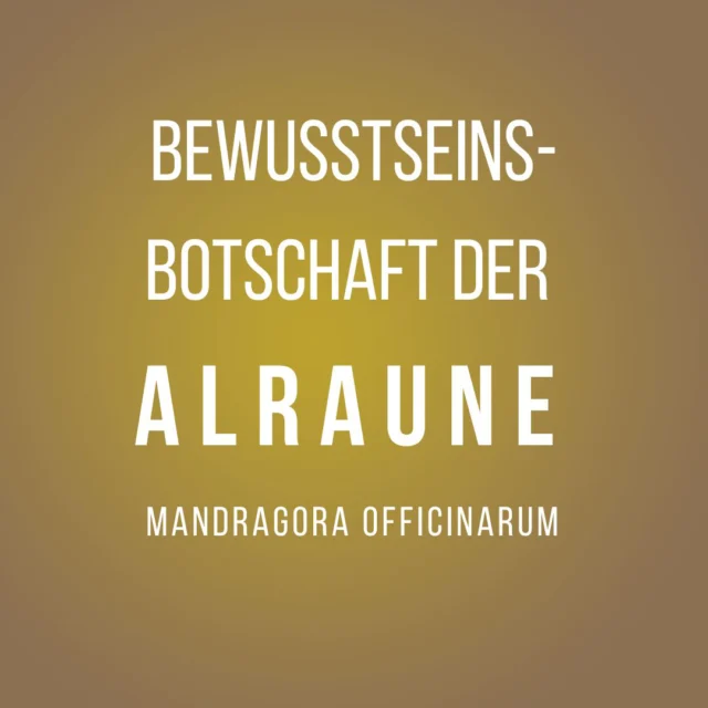 💚Aufrichtung und Ausrichtung!
Die Alraune ist eine weniger bekannte Pflanze. Sie gilt historisch als magische und rituelle Pflanze. Bekannt ist sie eher durch die menschenähnliche Form ihrer Wurzel. So wird sie im Volksmund auch Menschenwurzel, Zauberwurzel oder Wurzelknecht genannt. In der Homöpathie kennt man sie unter Mandragora officinarum L. Sie ist ein Nachtschattengewächs und gehört somit in erfahrere, therapeutische Hände.  Doch es gibt auch die Möglichkeit, sich in der Natur (oder im eigenen Garten) mit der Alraune zu verbinden. Die Pflanzen-Bewusstseins-Botschafterin Sieglinde Weng empfängt von Pflanzen besondere Botschaften, die sich nach und nach in ihrer Wirkung entfalten können. Es ist wie eine Annäherung, die behutsam erfolgt und dann immer tiefer in ihrer Wahrhaftigkeit erfahren werden kann.
(c) Foto: Pixabay
#dasgesundmagazin #gesunderblog #birgitmatz #pflanzenbetrachtung #pflanzenbotschaften #bewusstsein