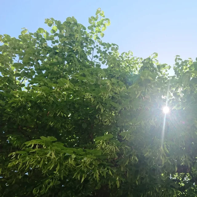 LINDENLICHT
Hoffnung auf Sommer
Leichtigkeit
Licht
Lindenblütenduft
#dasgesundmagazin #birgitmatz #naturspaziergang #naturerlebnis #linde