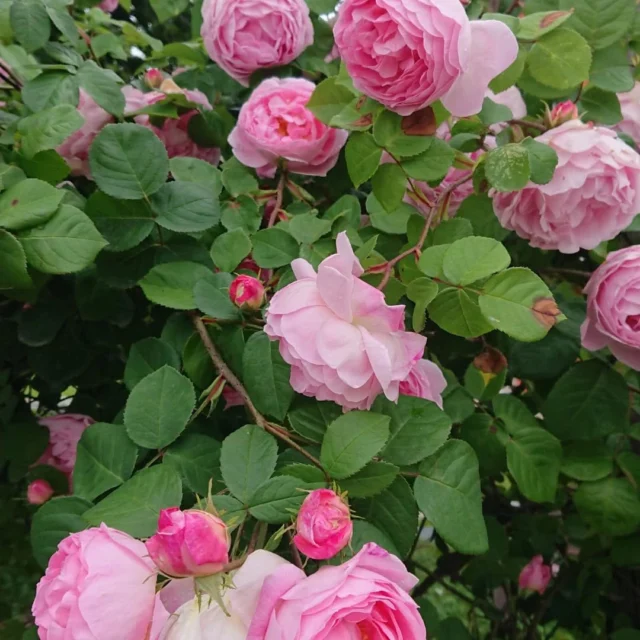 Schönheit in Vergänglichkeit
Fülle für diesen einen Moment
Duft für die Ewigkeit
#dasgesundmagazin #birgitmatz #naturspaziergang #naturerlebnis #rosen